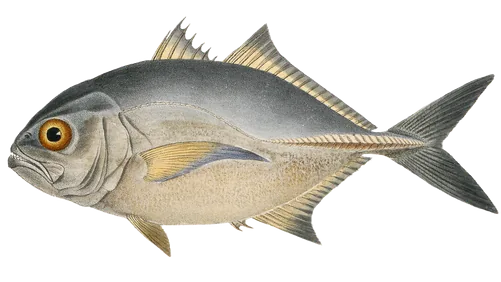 A vintage hand-colored engraving of a Caranx jack, grey-blue back and pale gold belly.