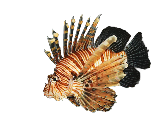 A red lionfish, striped fan-like fins spread wide, venomous spines fanned above.